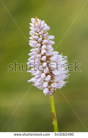 Snakeroot Stock Photos, Royalty.