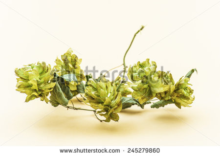 Cannabaceae Stock Photos, Royalty.