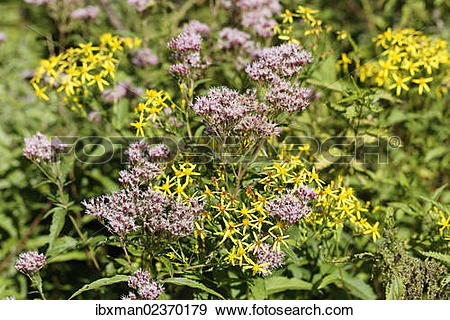 Stock Photograph of "Hemp.