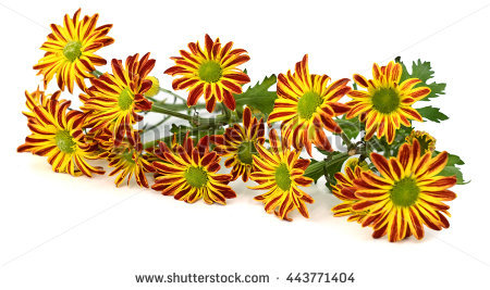 Yellow Daisy Isolated Over White Stock Photos, Royalty.