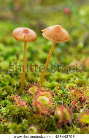 Drosera Capensis Banque d'Image Libre de Droit, Photos, Vecteurs.