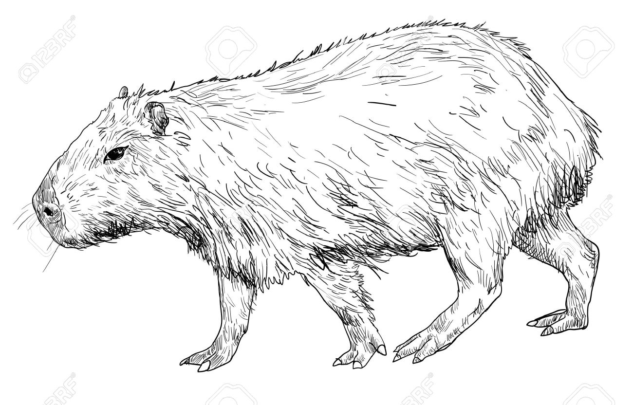 capybara clipart #17.