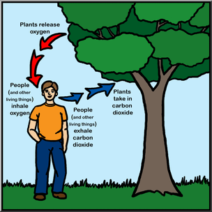 Clip Art: Oxygen/Carbon Dioxide Cycle Color I abcteach.com.