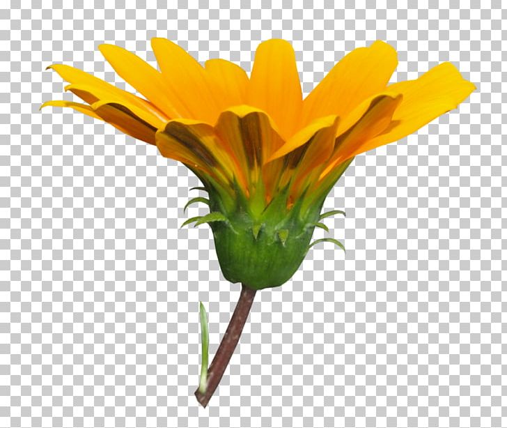 Dandelion Cut Flowers Petal Floral Design PNG, Clipart.