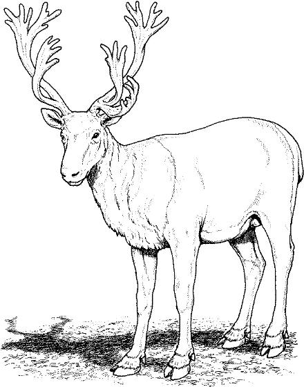 caribou clip art #26.