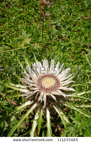 Carlina Acaulis Stock Photos, Royalty.