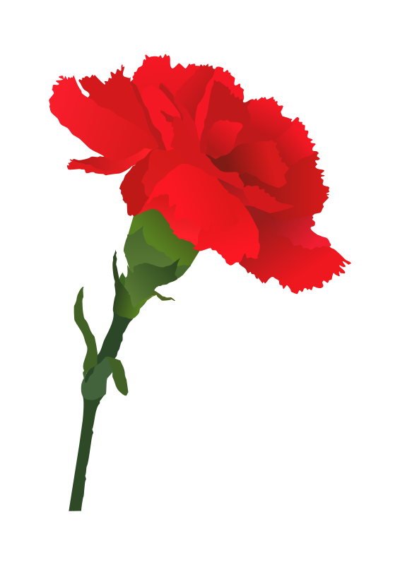 Carnation Clipart.