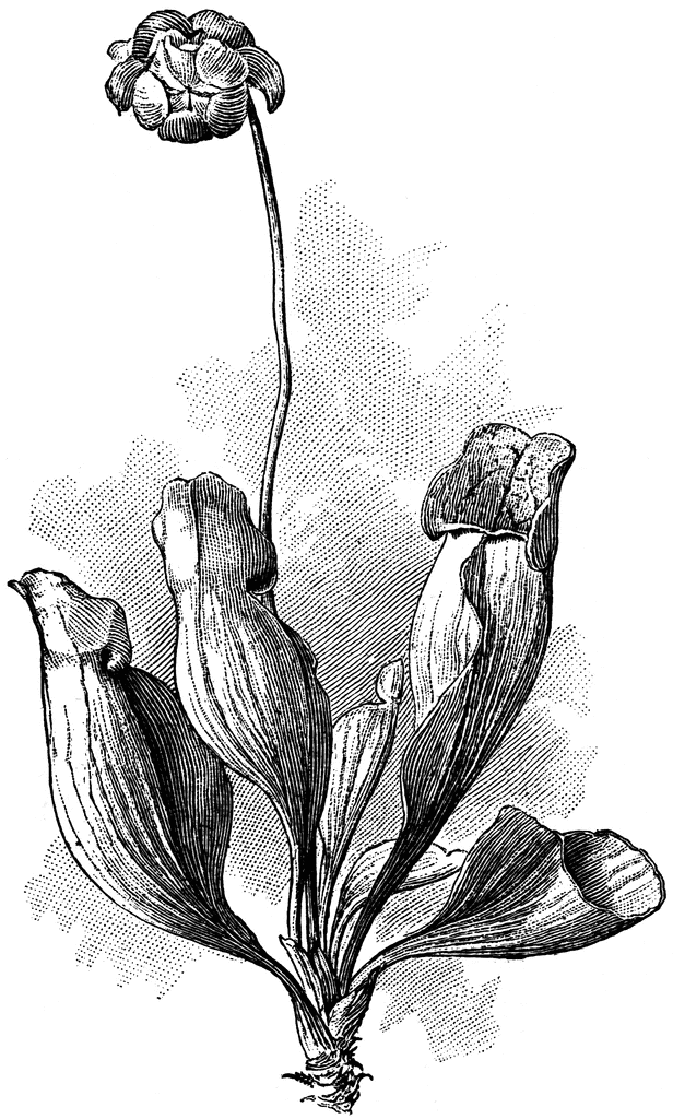 Pitcher plant clipart.