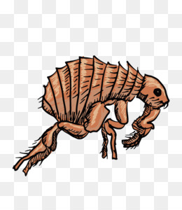 Dog Flea PNG and Dog Flea Transparent Clipart Free Download..