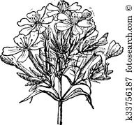 Caryophyllaceae Clip Art EPS Images. 17 caryophyllaceae clipart.