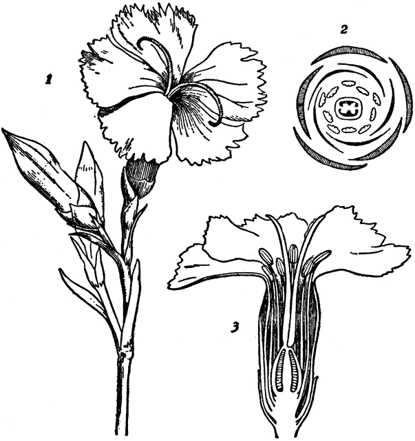 Dianthus.