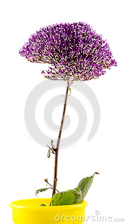 Violet Caryopteris Flower, Clandonensis Heavenly Blue Deep Blue.