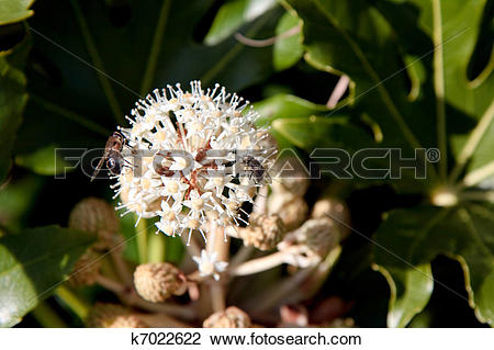 Stock Photo of Bee feeding on flowering Castor Oil plant (ricinus.