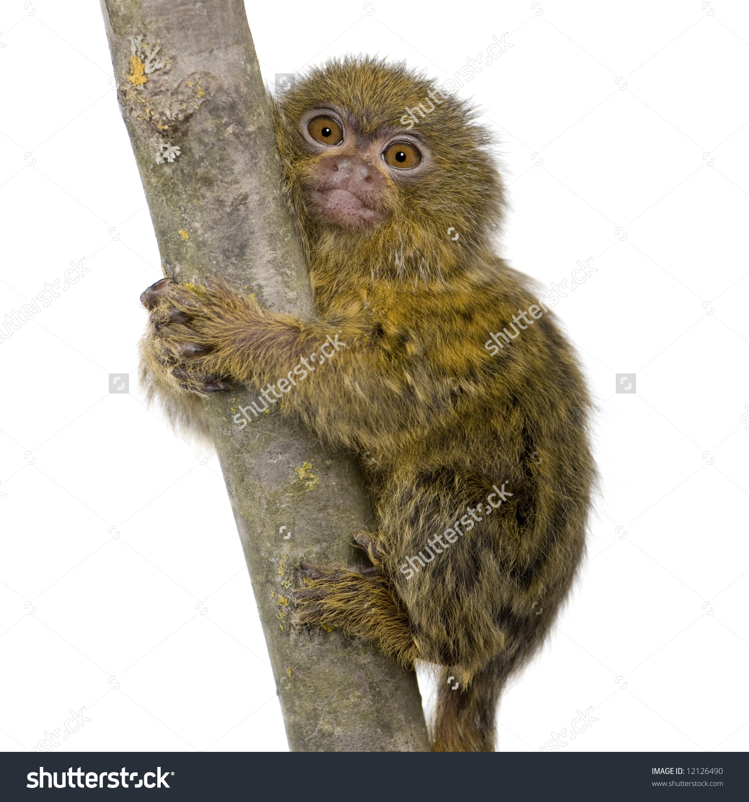 Pygmy Marmoset 5 Weeks Callithrix Cebuella Stock Photo 12126490.