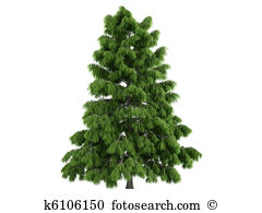 Cedar tree Illustrations and Clipart. 186 cedar tree royalty free.