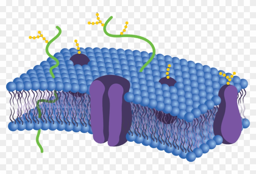 Cell Membrane Cartoon Drawing ~ Cell Membrane Illustrations | Bochicwasure