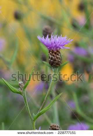 Brown Knapweed Stock Photos, Royalty.