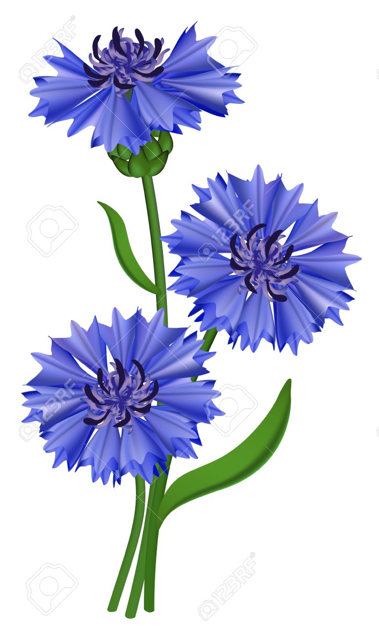 Flowers Blue Cornflower (Centaurea Cyanus). Vector Illustration.