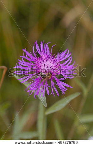 Centaurea Jacea Stock Photos, Royalty.