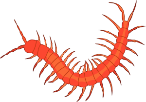 Centipede Clip Art Download.