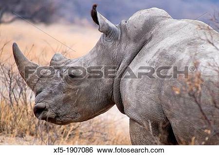 Stock Images of White Rhinoceros, Ceratotherium simum, Square.