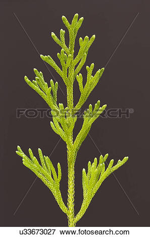 Picture of Club moss, Lycopodium cernuum, Hawaii Volcanoes.