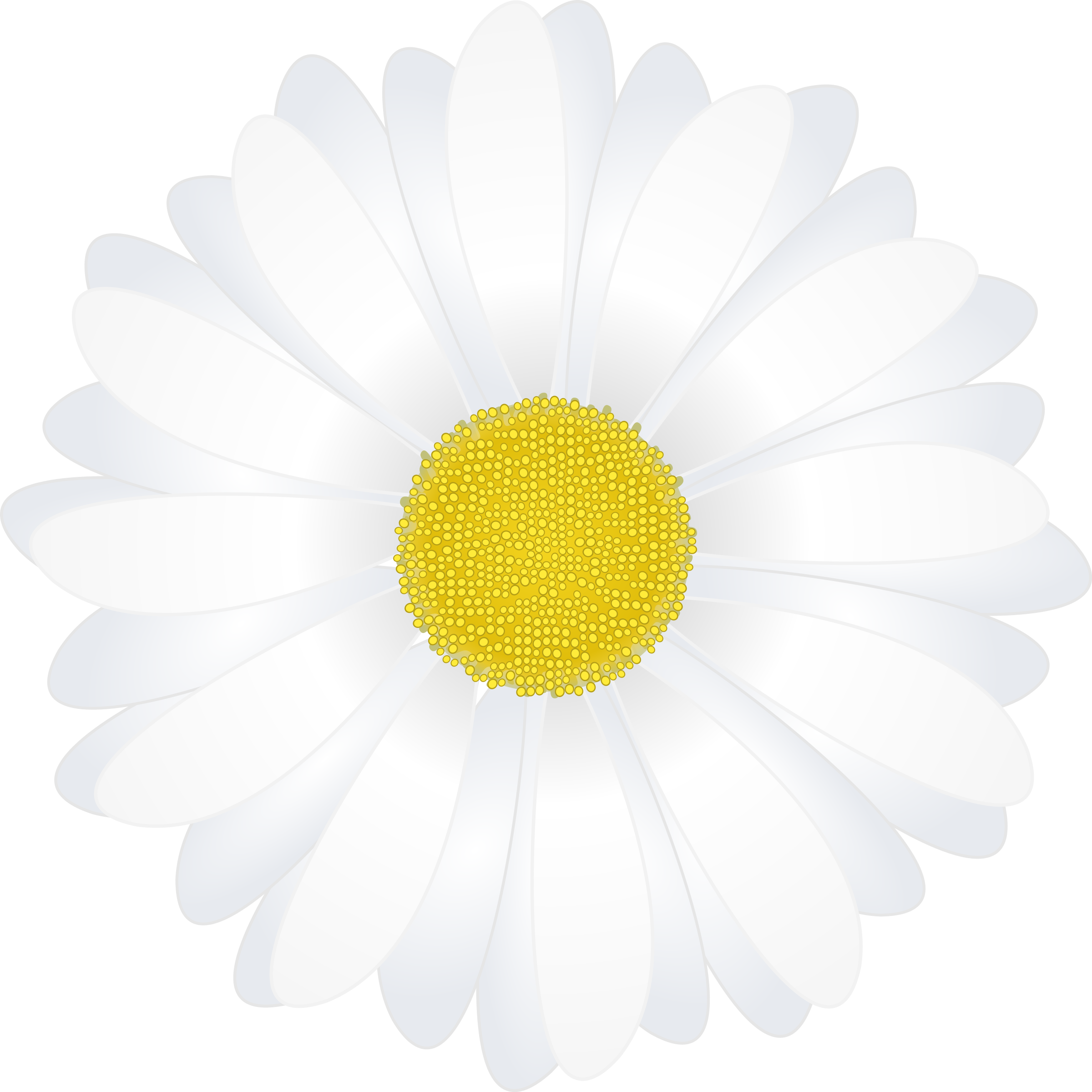 Chamomile Flower Clip Art.