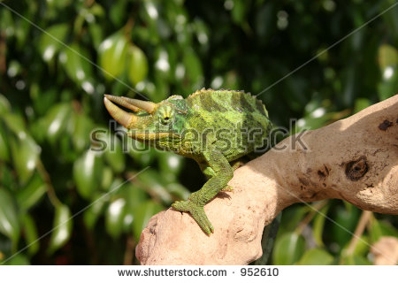 Jackson Chameleon Stock Photos, Royalty.