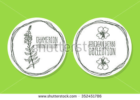 Chamerion Angustifolium Stock Photos, Royalty.