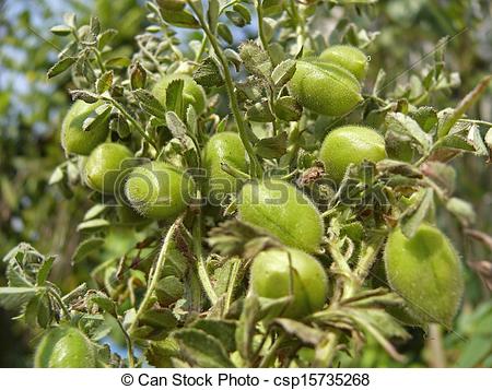 Stock Image of Cicer Arietinum Gram or channa. csp15735268.