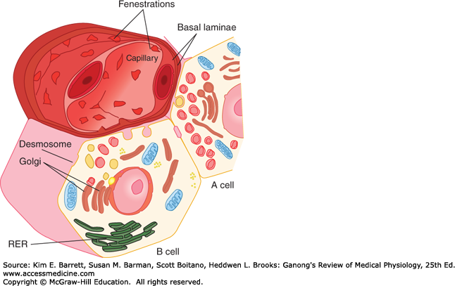 Endocrine Functions of the Pancreas & Regulation of Carbohydrate.