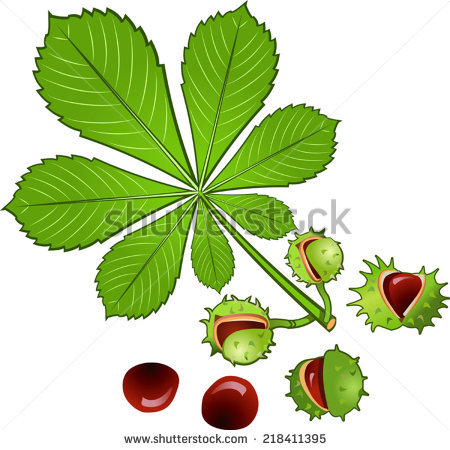 Horse Chestnut Tree Stock Photos, Royalty.