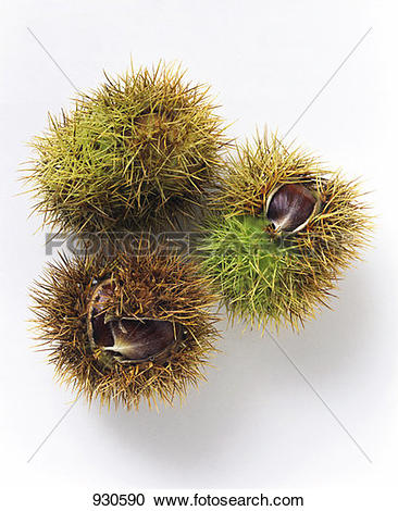 Stock Photography of Three sweet chestnuts in their prickly shells.