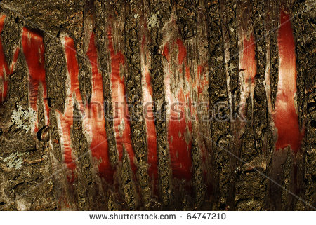 Cherry Tree Bark Stock Photos, Royalty.