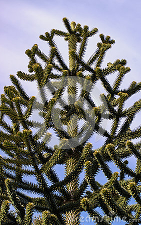 Monkey Puzzle Tree Stock Photo.