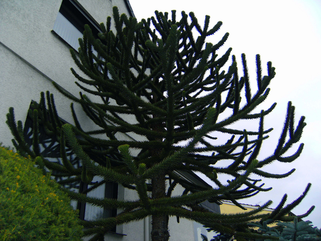 Araucaria araucana oder imbricata?.