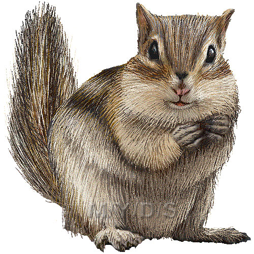 Chipmunk Clipart.