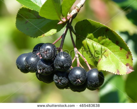 Aronia Bush Stock Photos, Royalty.