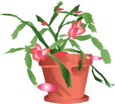 Christmas Cactus Clipart, Christmas Cactus, Christmas Cactus Image.