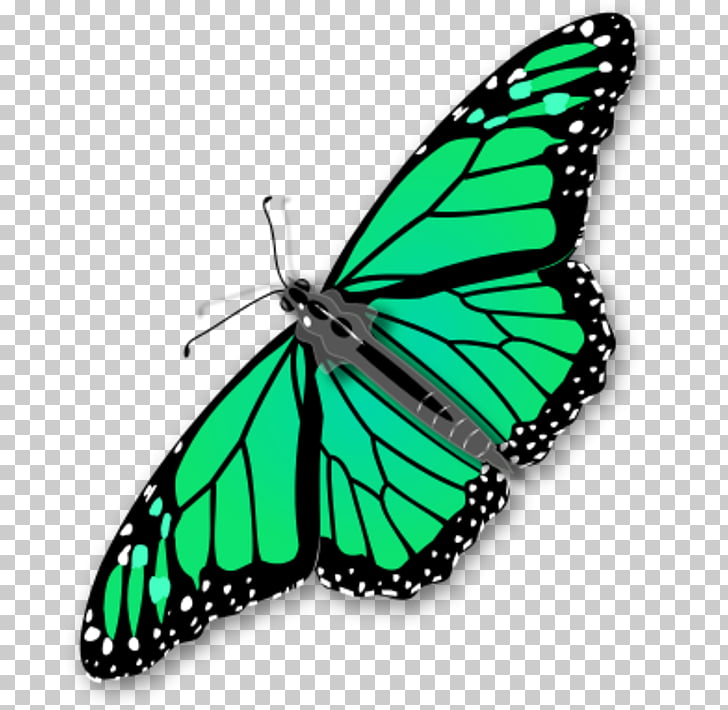 Monarch butterfly , Chrysalis s PNG clipart.