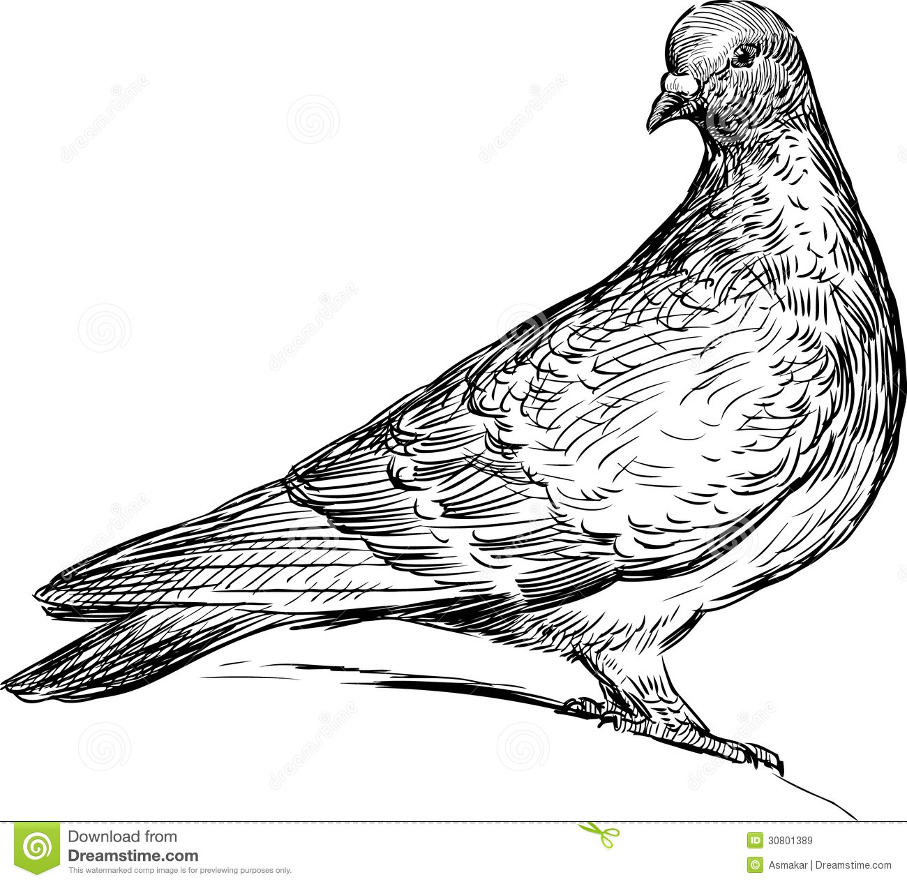 Pigeon Clip Art Black and White.