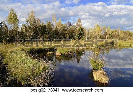 Stock Photography of "Marshland pond overgrown with club.