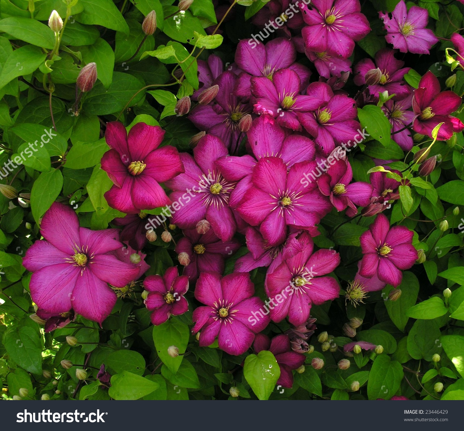 Clematis 'Ville De Lyon' Stock Photo 23446429 : Shutterstock.