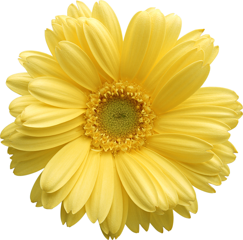 Daisy free clip art.