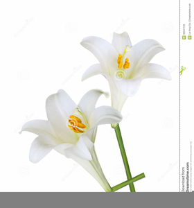 Clipart Easter Lily.