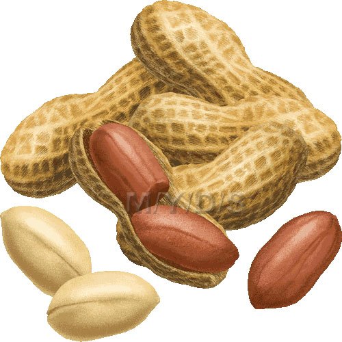 Nuts clipart images 1 » Clipart Portal.