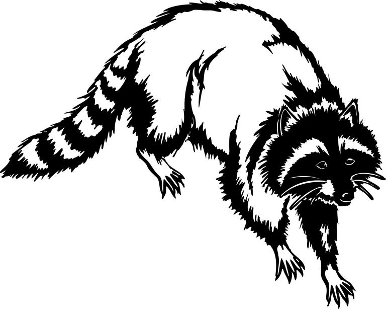 Free Raccoon Clipart, Download Free Clip Art, Free Clip Art on.