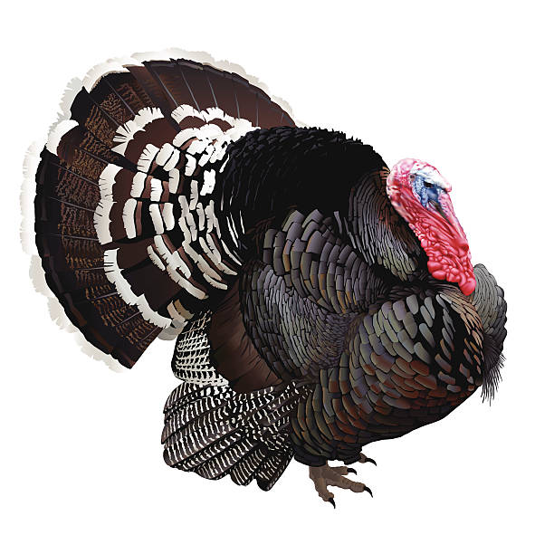 Wild turkey clipart 1 » Clipart Station.