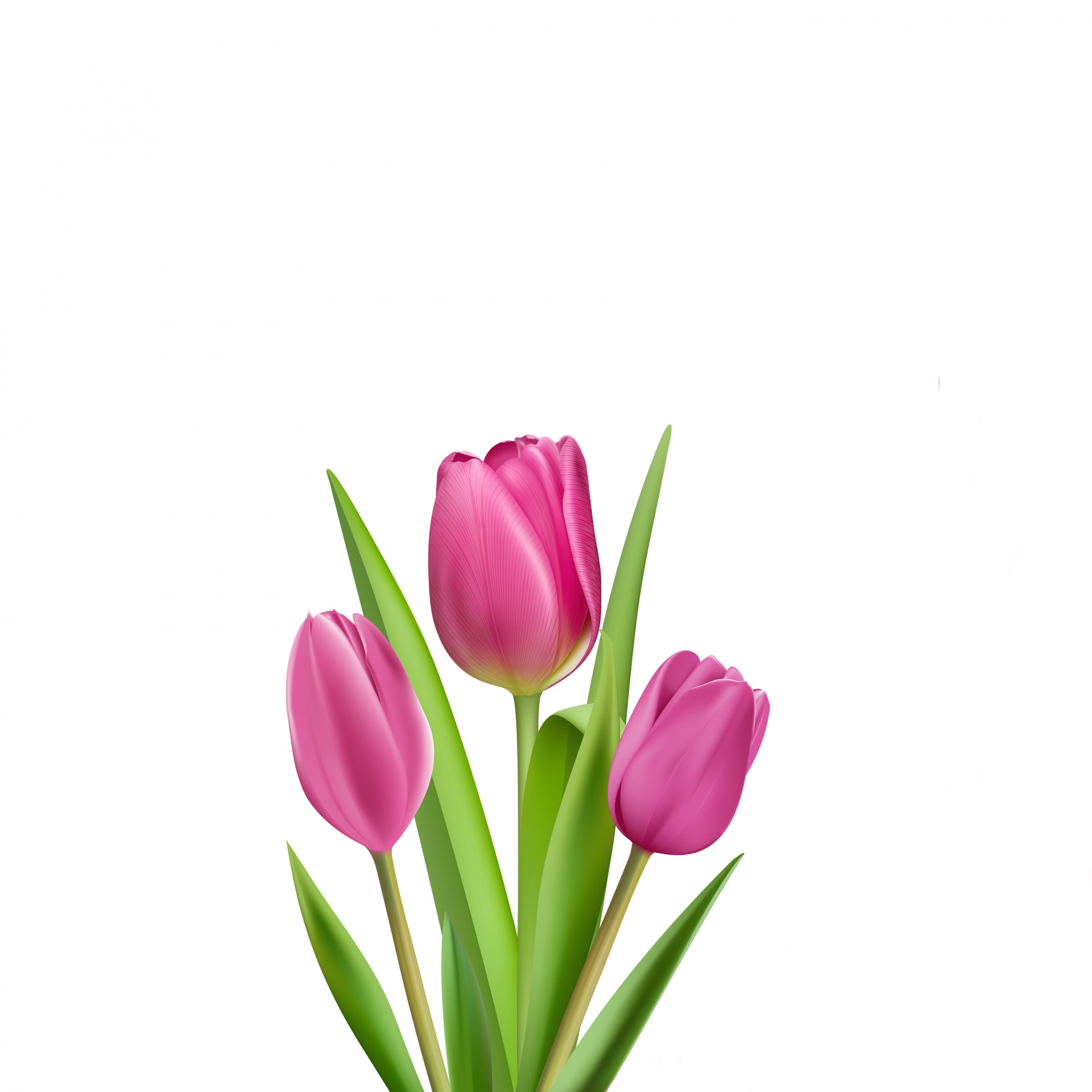 Tulips,tulip,illustration,clipart,pink.