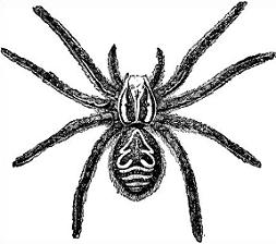 Free tarantula Clipart.